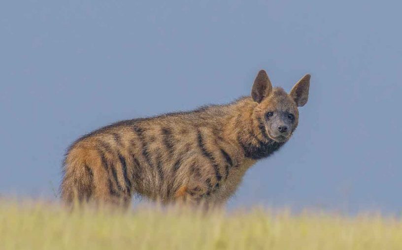 striped hyena
