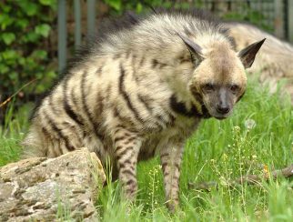 striped hyena