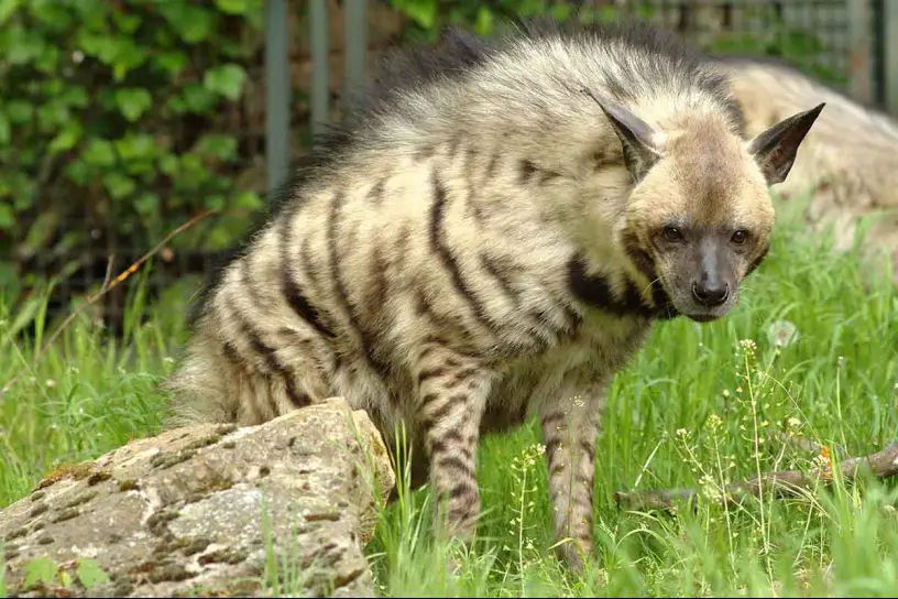 striped hyena