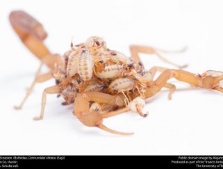 Striped Scorpion (Centruroides vittatus)