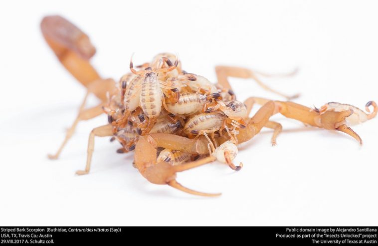 Striped Scorpion (Centruroides vittatus)