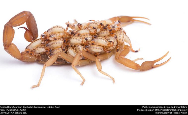 Striped Scorpion (Centruroides vittatus)