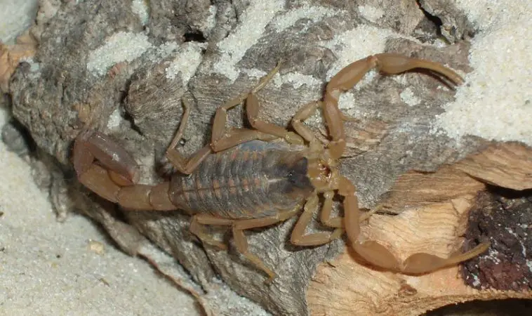 Striped Scorpion (Centruroides vittatus)