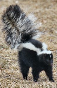 striped skunk