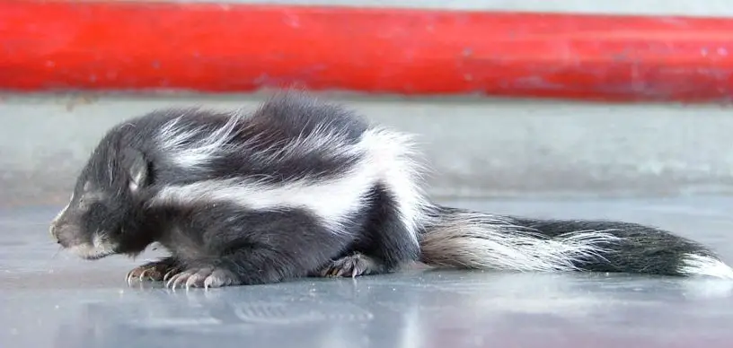 striped skunk