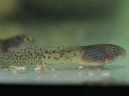 Aussie Ark Frog Breeding Success