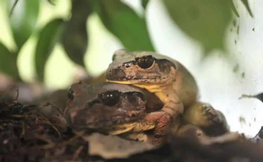 Aussie Ark Frog Breeding Success