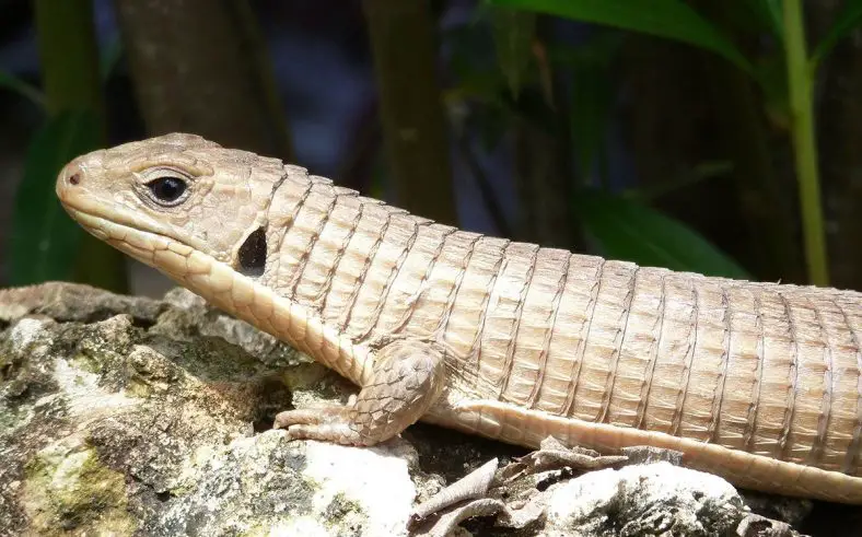 Sudan Plated Lizard