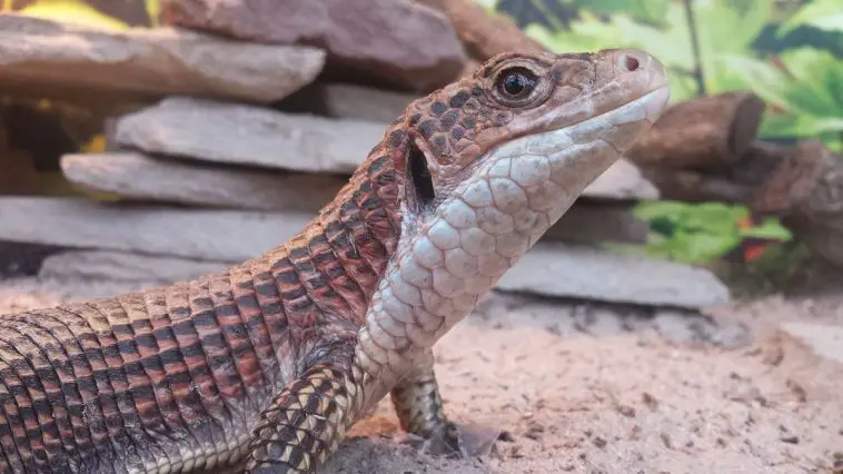 Sudan Plated Lizard