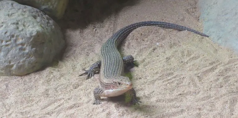 Sudan Plated Lizard