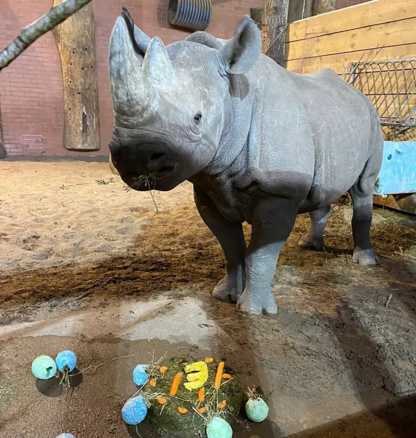 twycross zoo rhino birthday