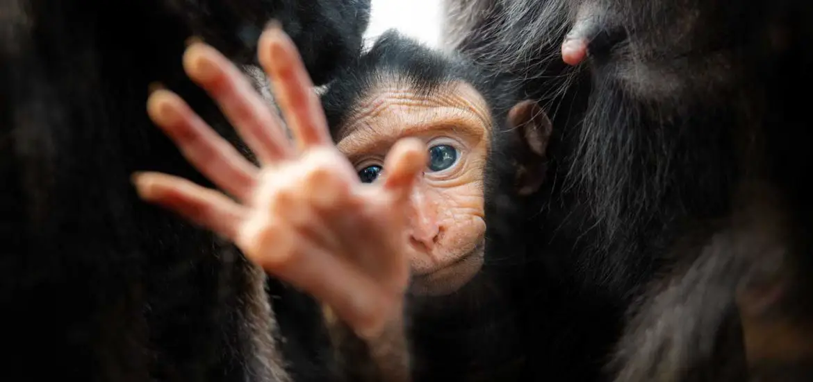 Sulawesi Crested Macaque Infant at Chester Zoo
