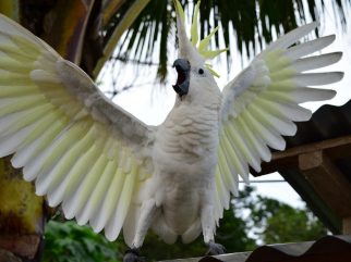 Sulphur Crested Cockatoo