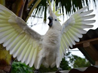 Sulphur Crested Cockatoo
