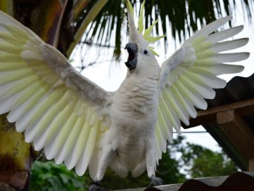 Sulphur Crested Cockatoo