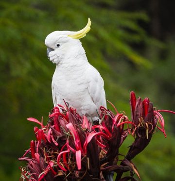 Sulphur Crested Cockatoo