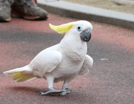 Sulphur Crested Cockatoo