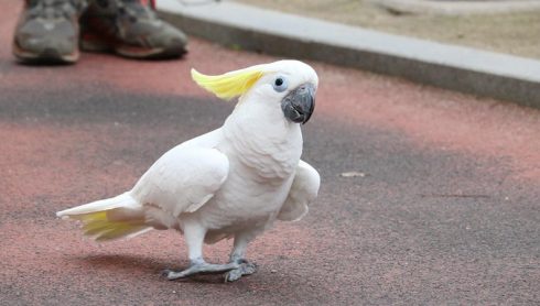 Sulphur Crested Cockatoo