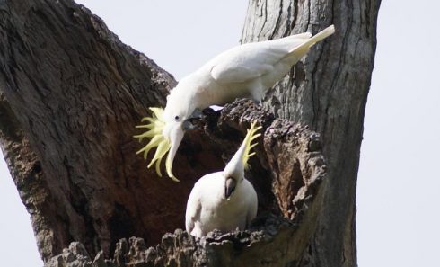 Sulphur Crested Cockatoo