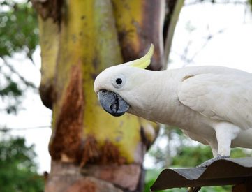 Sulphur Crested Cockatoo