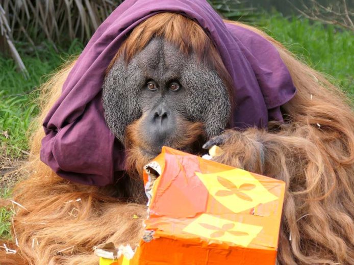 World Orangutan Day Celebrations at Adelaide Zoo