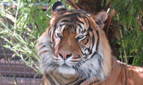 Sumatran Tiger (Panthera tigris sumatrae)