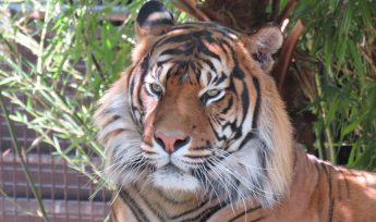 Sumatran Tiger (Panthera tigris sumatrae)