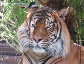 Sumatran Tiger (Panthera tigris sumatrae)