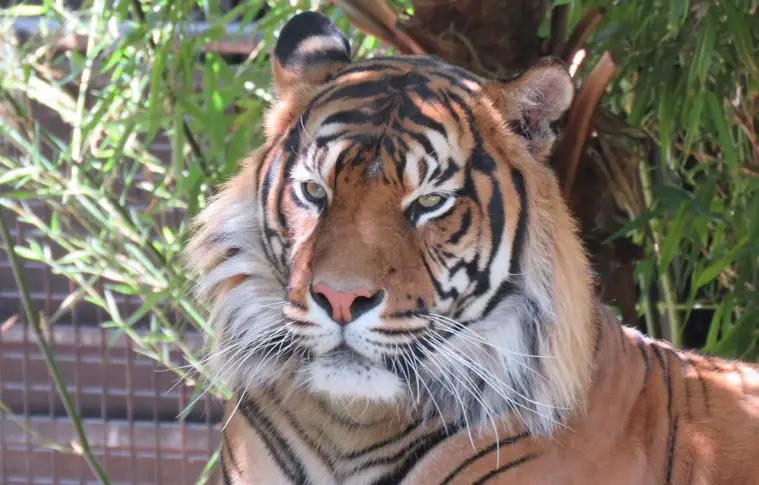 Sumatran Tiger (Panthera tigris sumatrae)