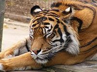 Sumatran tiger