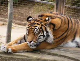 Sumatran Tiger