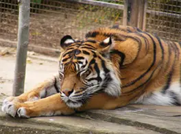 Sumatran Tiger