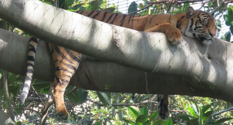 Sumatran Tiger (Panthera tigris sumatrae)