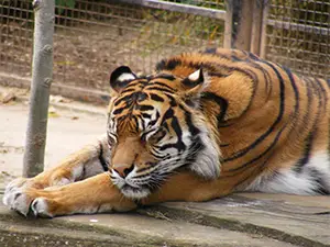Sumatran Tiger