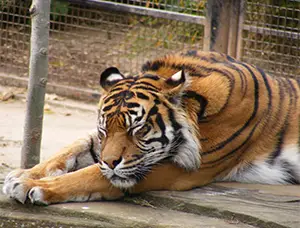 Sumatran Tiger
