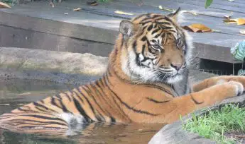 Sumatran Tiger (Panthera tigris sumatrae)