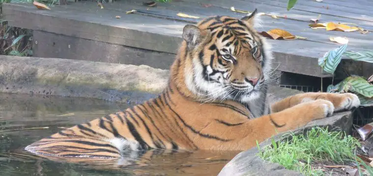 Sumatran Tiger (Panthera tigris sumatrae)