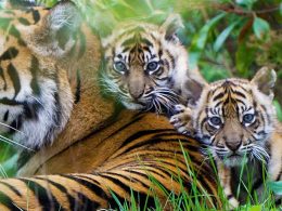 Sumatran Tiger Cubs at Chester Zoo