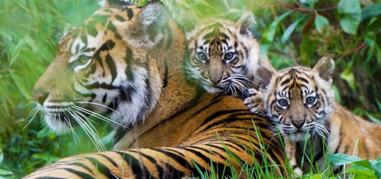 Sumatran Tiger Cubs at Chester Zoo