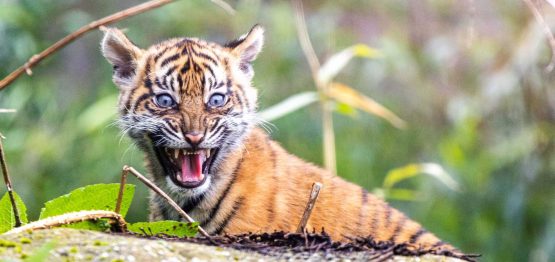 Sumatran Tiger Cubs at Chester Zoo