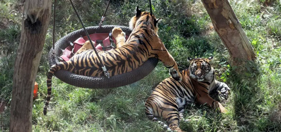 Sumatran Tiger Cubs Swing at ZSL London Zoo