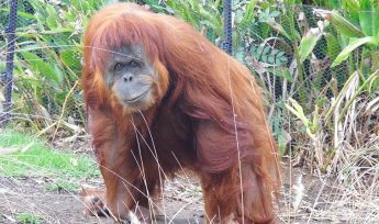 sumatran orangutan