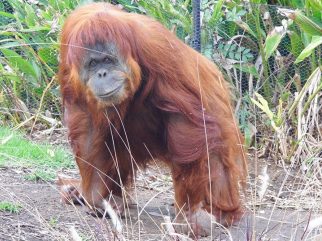 sumatran orangutan