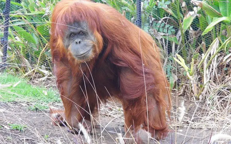 sumatran orangutan