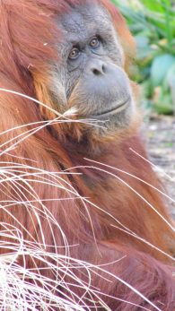 Sumatran orangutan