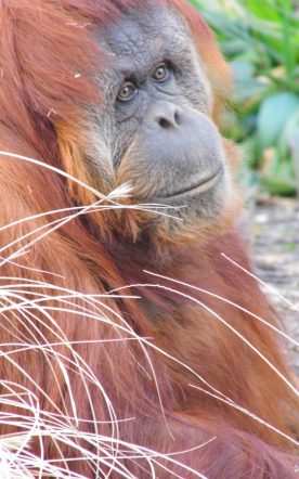 Sumatran orangutan