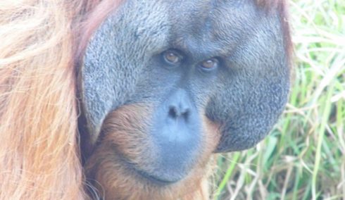 Sumatran orangutan