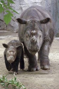 sumatran rhinoceros