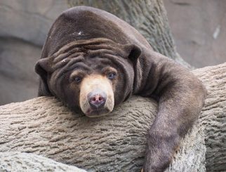 sun bear