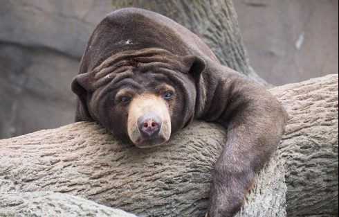 sun bear